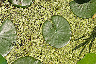 卡牌新作《漫威SNAP》第2赛季主题或为《黑豹2》